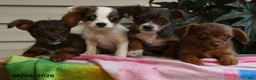 Mixed Breed dogs for sale: Julius - Ad 4
