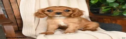 Cavalier King Charles Spaniel dogs for sale: Cocoa - Ad 4