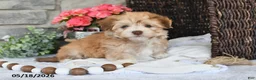 Havanese dogs for sale: Josie - Ad 5