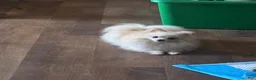 Pomeranian dogs for sale: Pomeranian 1 - Ad 6
