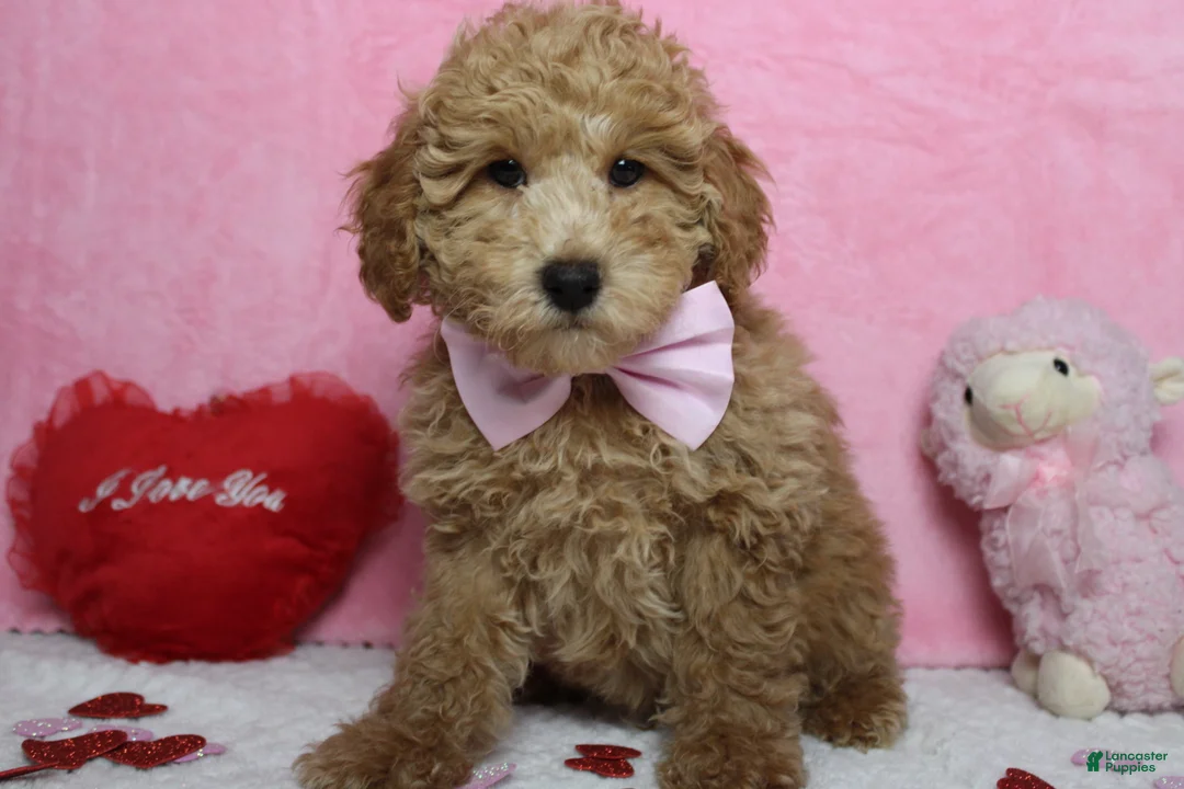 Toy Poodle dogs for sale: Garnet - Ad 1