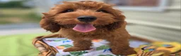 Cockapoo dogs for sale: Milan - Ad 6