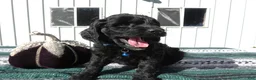 Mini Goldendoodle dogs for sale: Mini Goldendoodle 2 Roxy - Ad 2