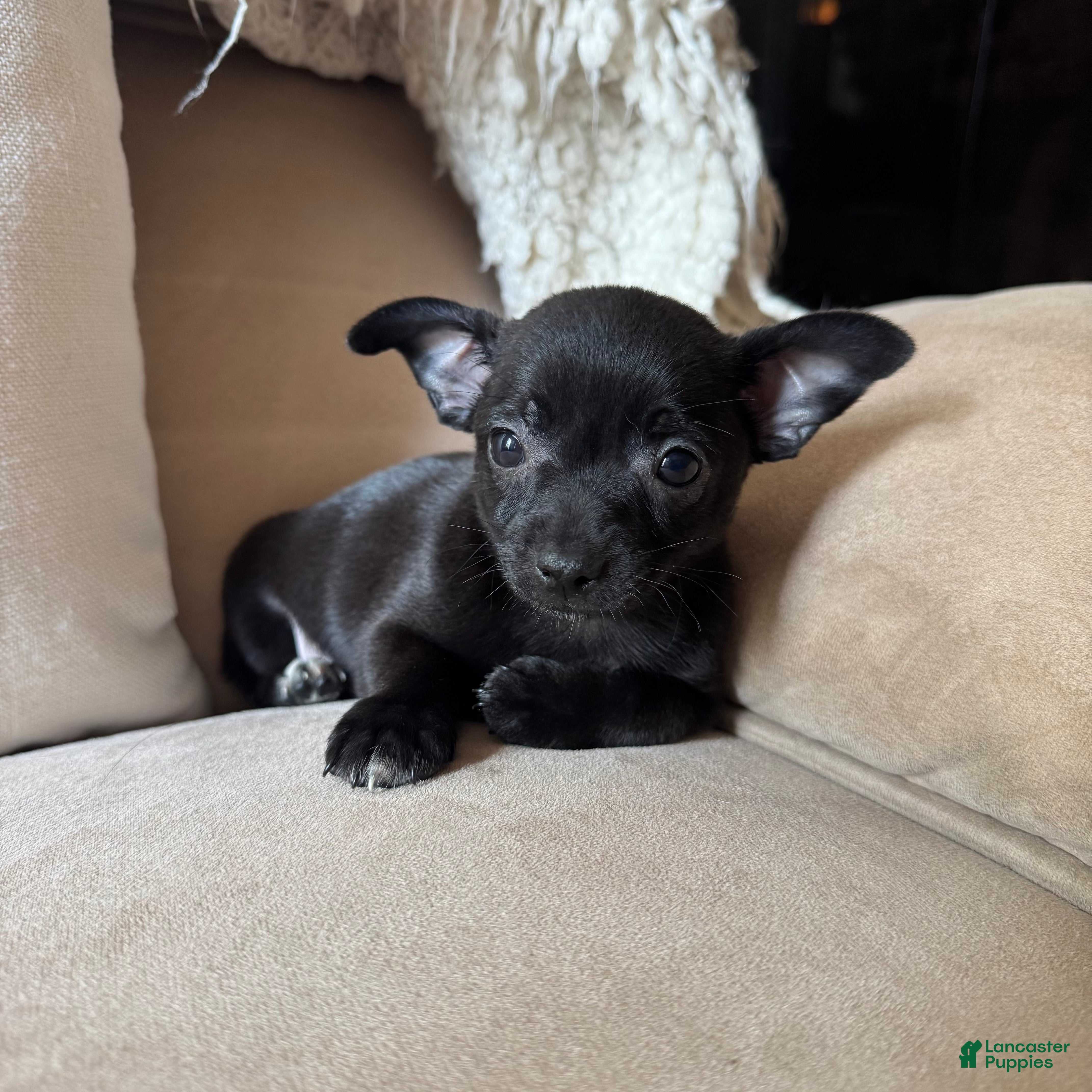 Chihuahua dogs Carlos - Ad 6