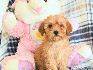 Havapoo dogs Daisy - Ad 30