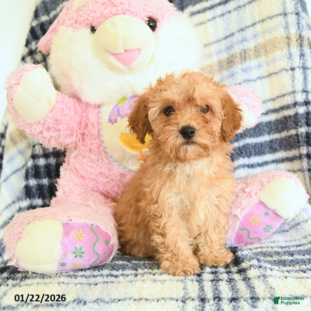 Havapoo dogs for sale: Daisy - Ad 1