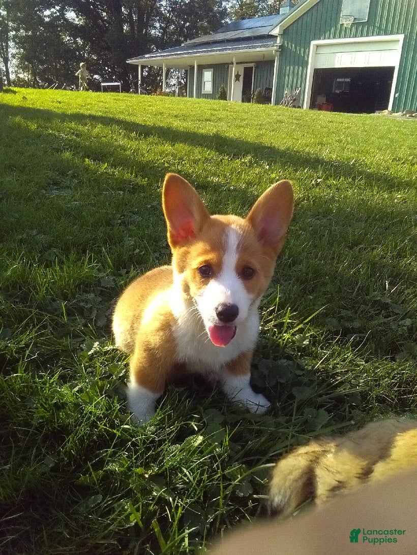 Welsh Corgi Pembroke dogs Daisy - Ad 1