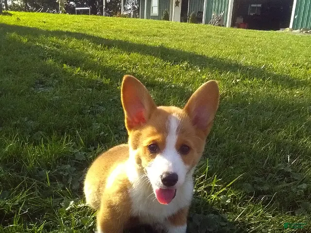 Welsh Corgi Pembroke dogs for sale: Daisy - Ad 1