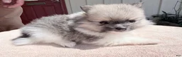 Pomeranian dogs for sale: Mezi - Ad 6