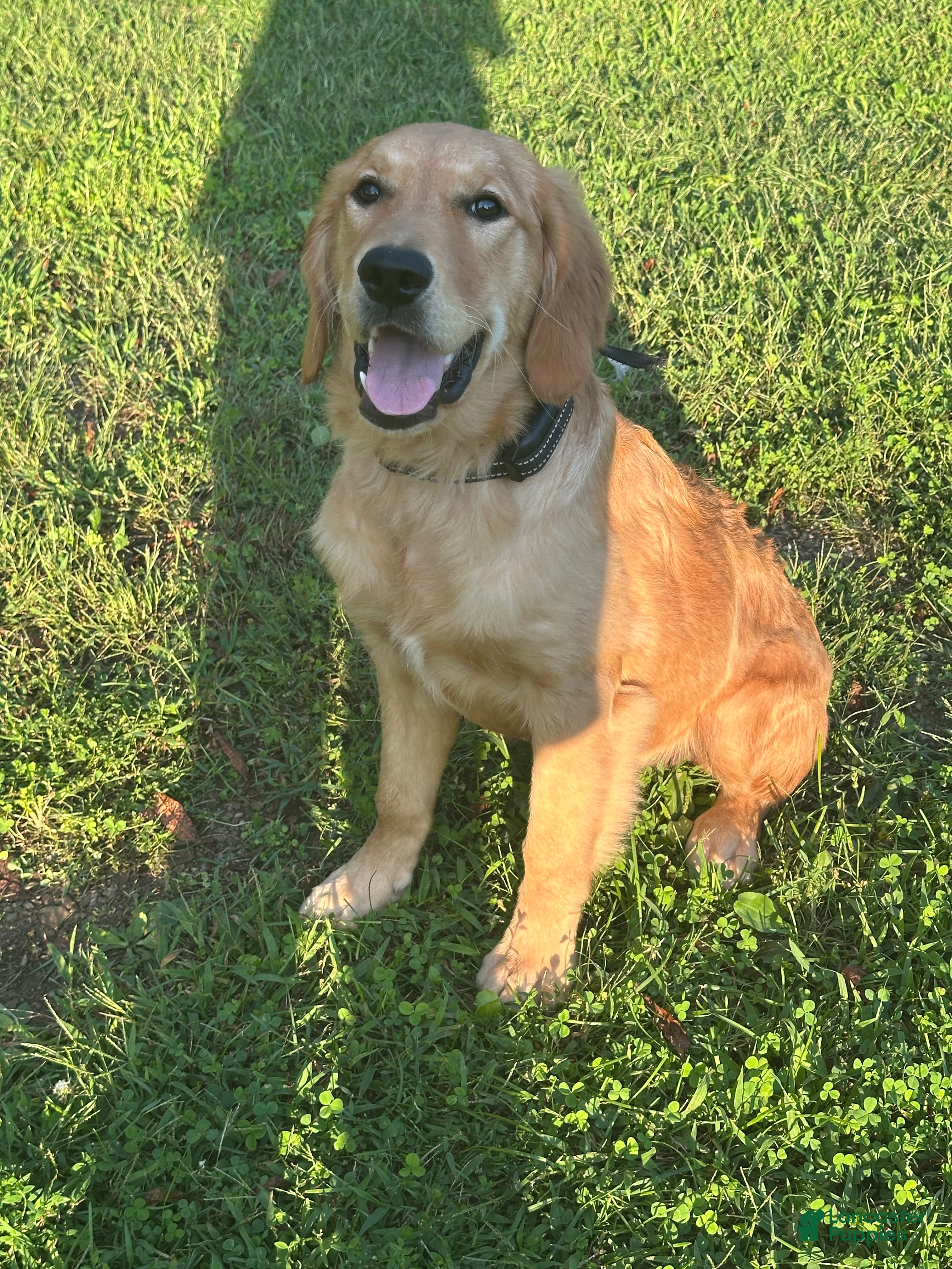 Golden Retriever dogs Morgan - Ad 1
