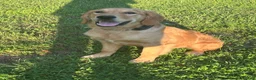Golden Retriever dogs for sale: Morgan - Ad 1