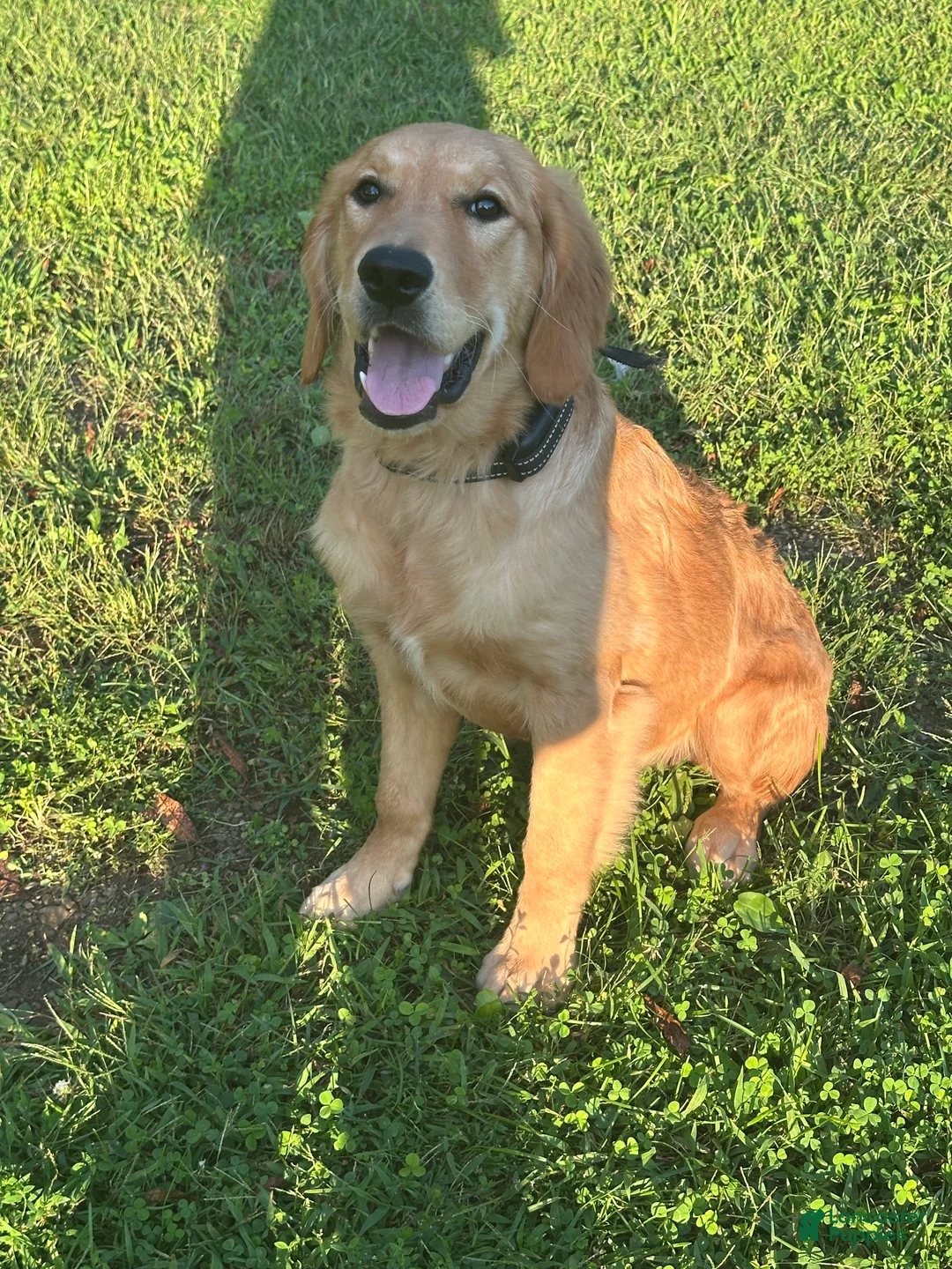 Golden Retriever dogs for sale: Morgan - Ad 1