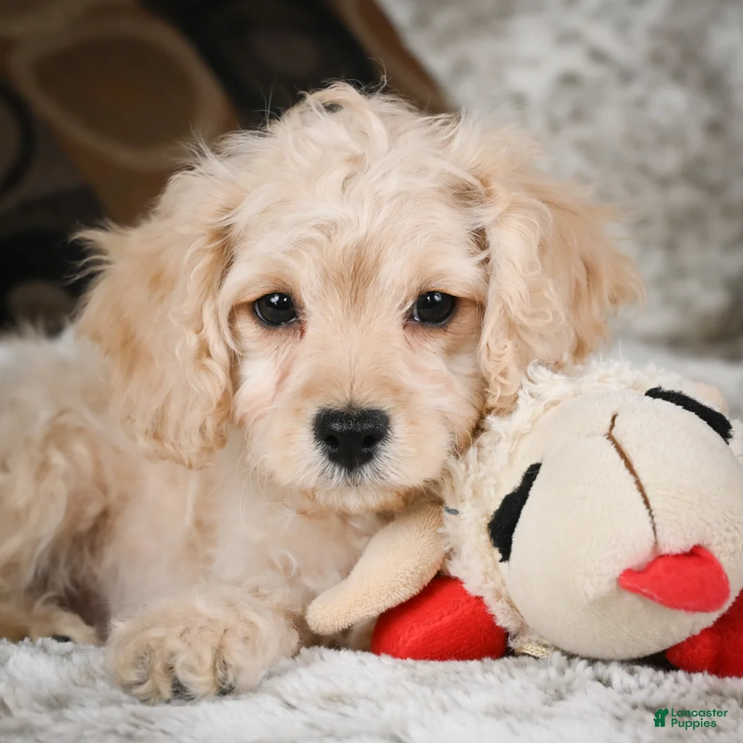 Cavapoo dogs for sale: Sammy - Ad 9