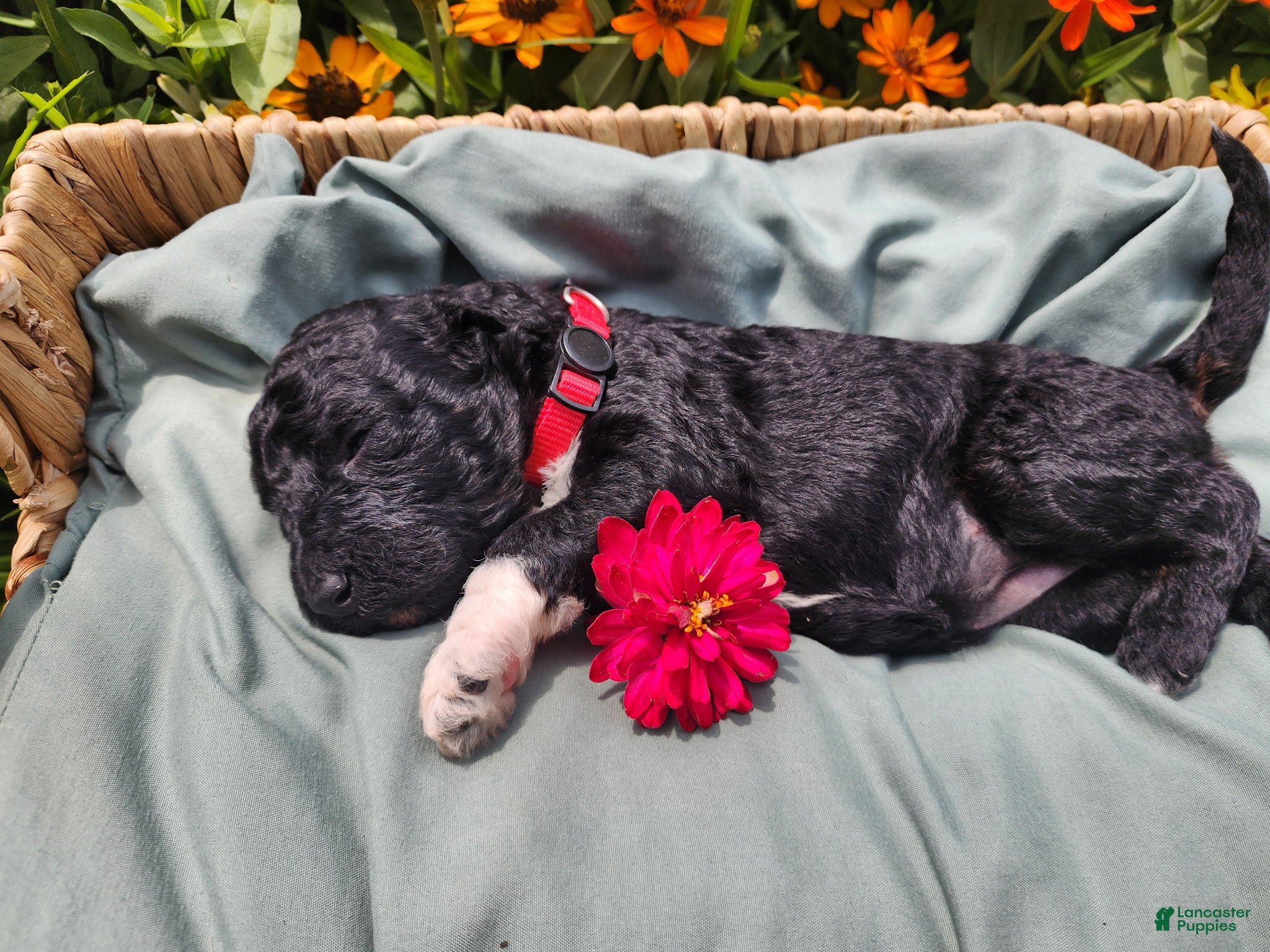Mixed Breed dogs Stella - Ad 33