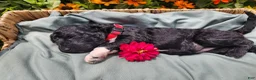 Mini Sheepadoodle dogs for sale: Stella - Ad 13