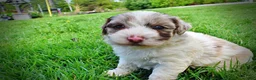 Havapoo dogs for sale: Simba - Ad 14