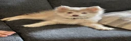 Pomsky dogs for sale: Baloo - Ad 4