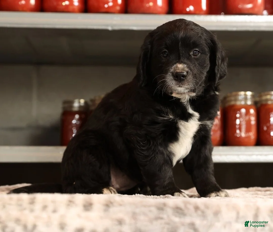 Mini Goldendoodle dogs for sale: Kate - Ad 5