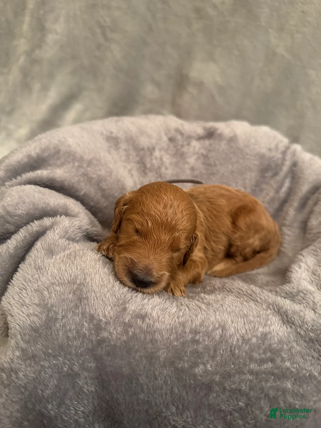 Goldendoodle dogs for sale: Goldendoodle Puppy 1 - Ad 1