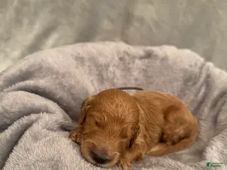 Goldendoodle dogs Goldendoodle Puppy 1 - Ad 35