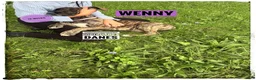 Great Dane dogs for sale: Wenny - Ad 5