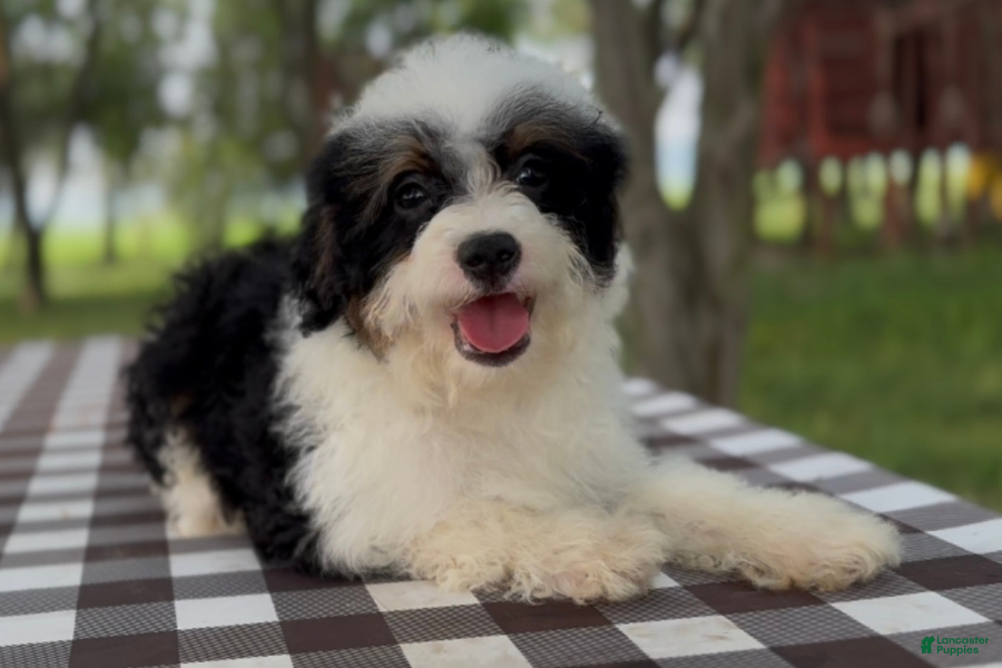 Mini Bernedoodle dogs Nacho - Ad 26