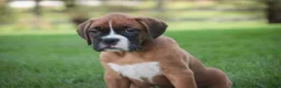 Boxer dogs for sale: Dahlia - Ad 3