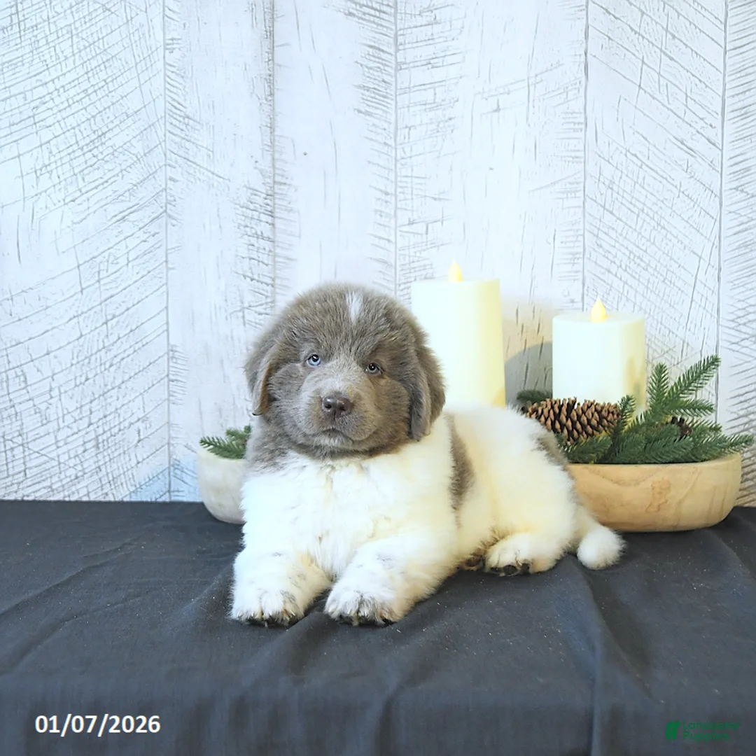 Newfoundland dogs for sale: Oliver - Ad 7