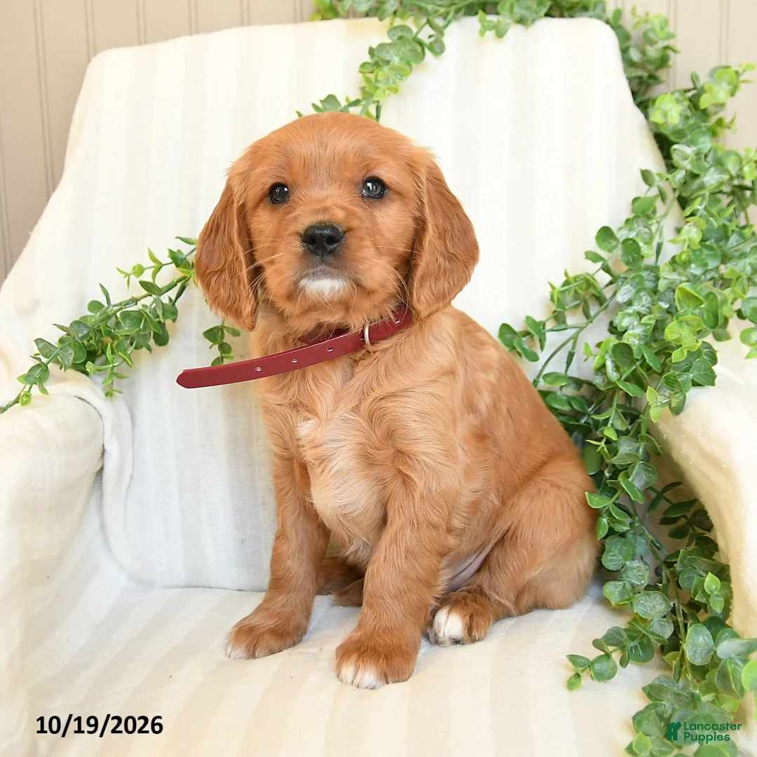 Miniature Golden Retriever dogs for sale: Mahlon - Ad 2