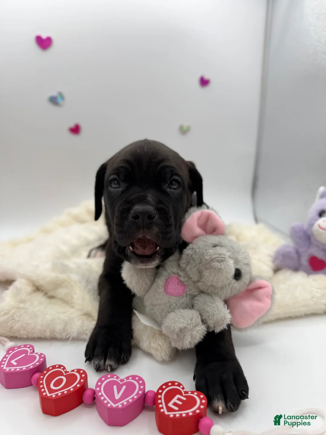 Cane Corso dogs for sale: Cane Corso Puppy 10 - Ad 2
