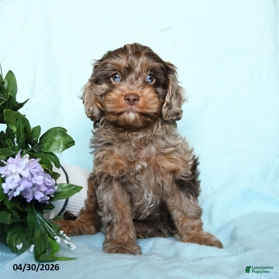Cavapoo dogs for sale: Eli  - Ad 2
