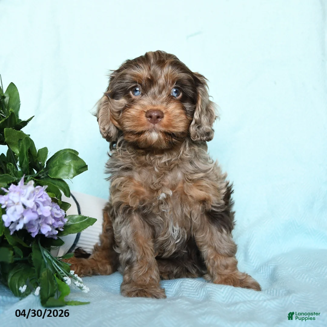 Cavapoo dogs for sale: Eli  - Ad 1