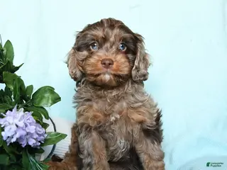Cavapoo dogs for sale: Eli - Ad 2