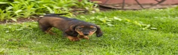 Miniature Dachshund dogs for sale: Buddy  - Ad 5