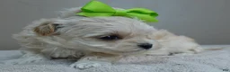 Maltipoo dogs for sale: Myles 1 lb 5 ozs - Ad 5