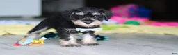 Miniature Schnauzer dogs for sale: Arthur - Ad 4