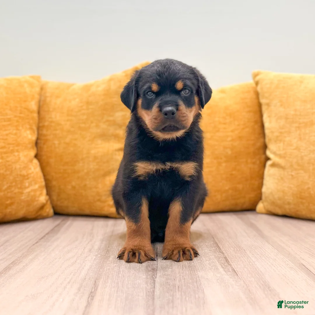 Rottweiler dogs for sale: Oliver - Ad 1