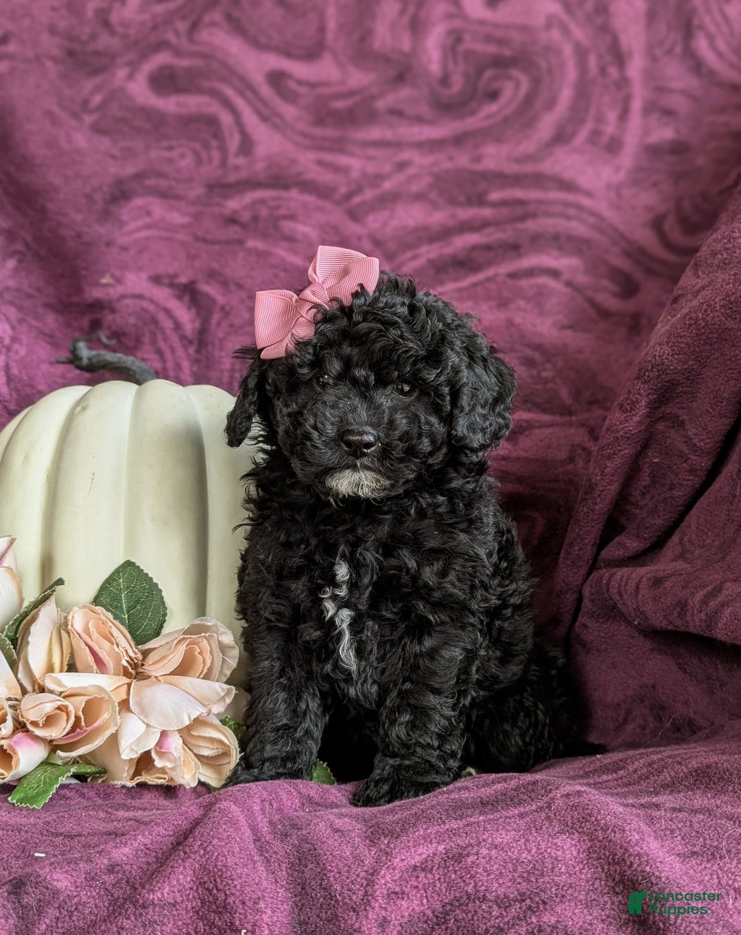 Cavapoo dogs for sale: Alyssa 10 lbs Full Grown - Ad 9