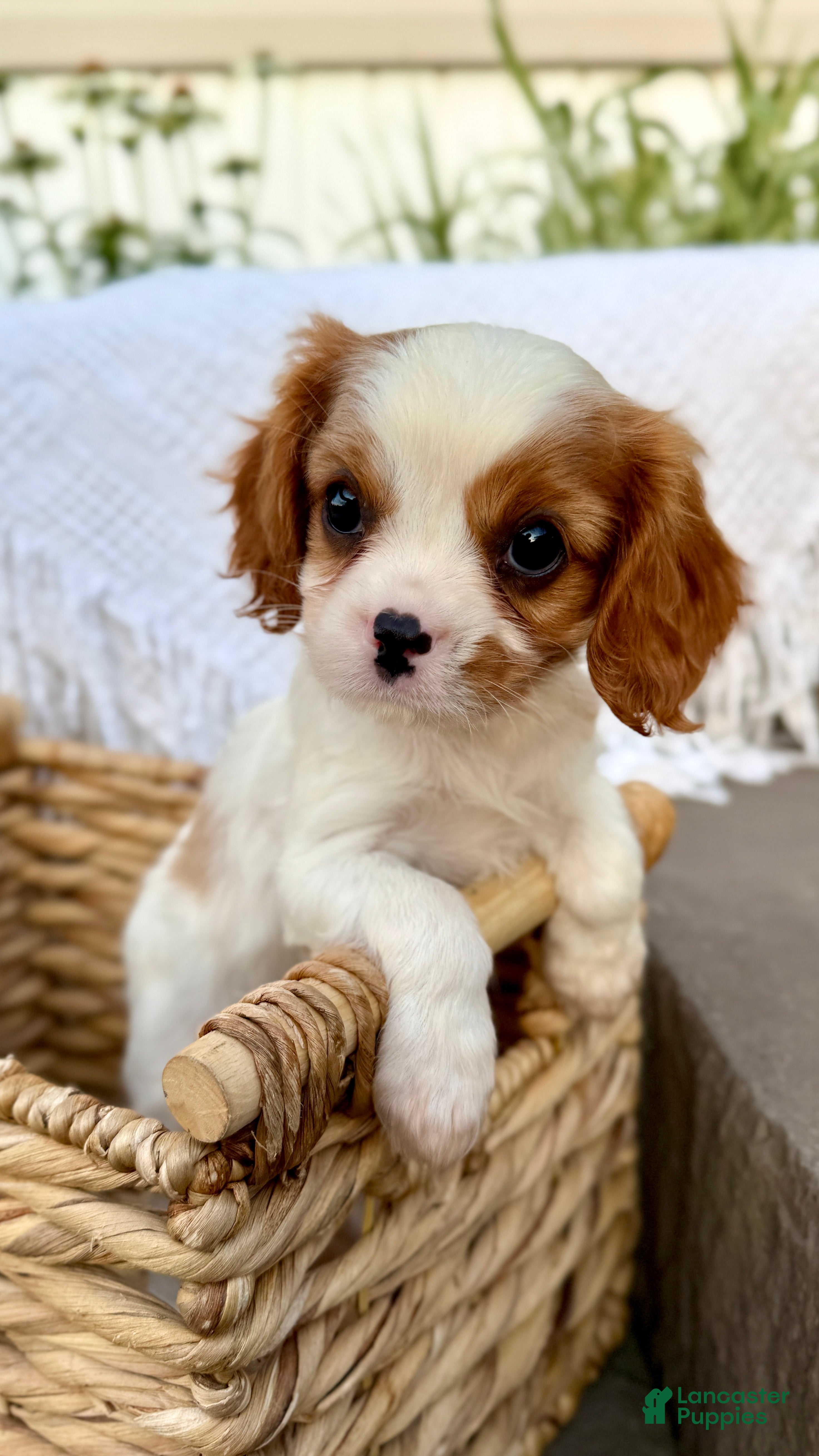 Cavalier King Charles Spaniel dogs Duke - Ad 1