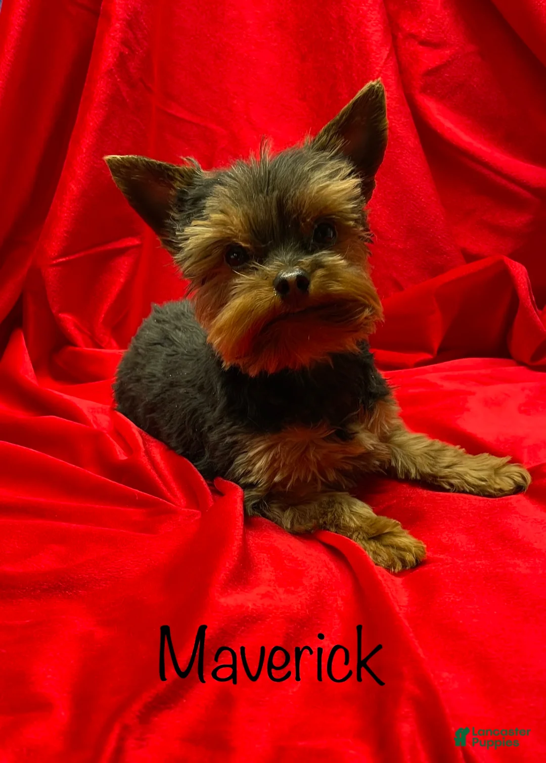 Yorkshire Terrier dogs for sale: Yorkshire Terrier Puppy 2 - Ad 9