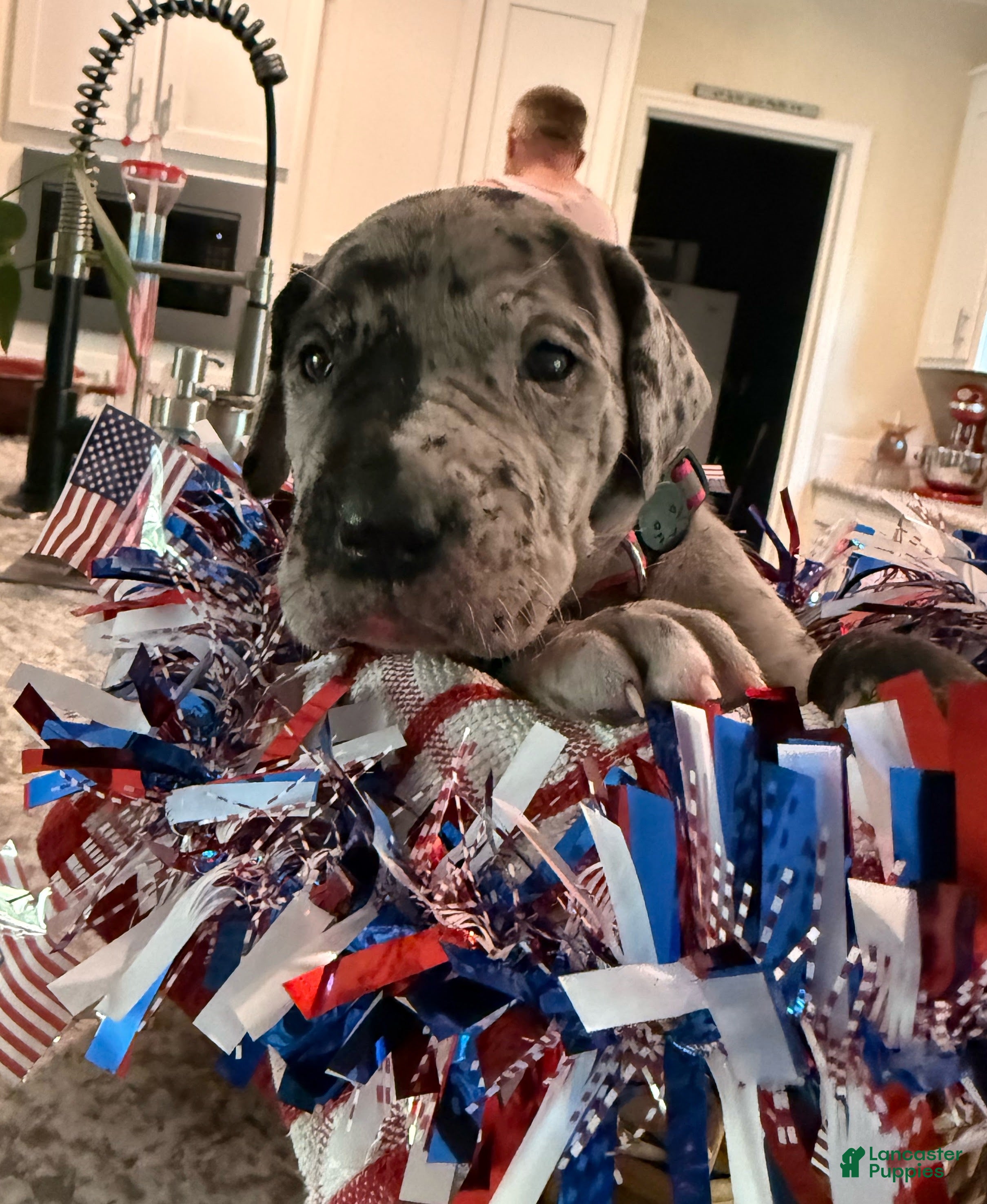 Great Dane dogs Stevie Nicks - Ad 2
