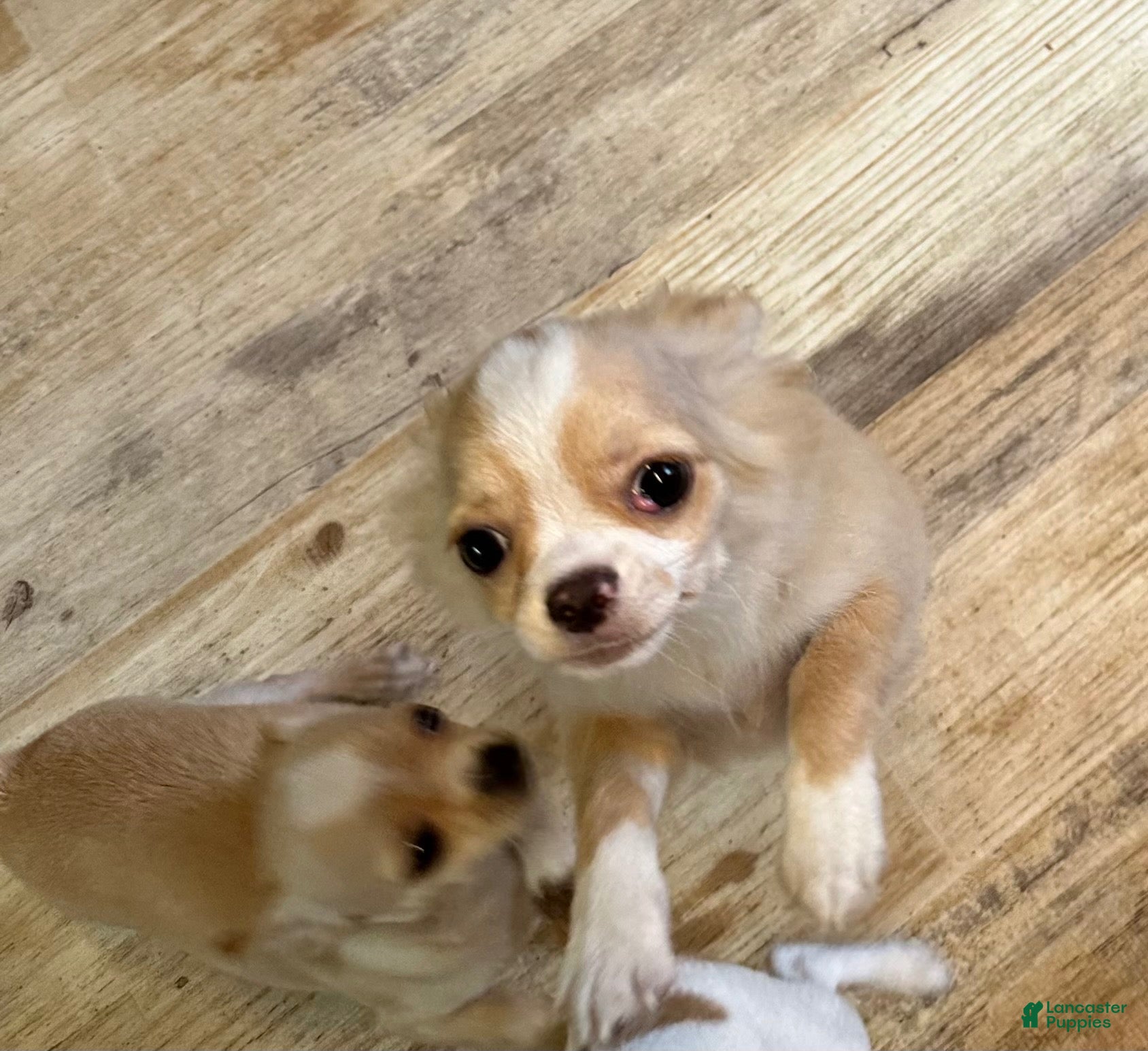 Chihuahua dogs Sven - Ad 22