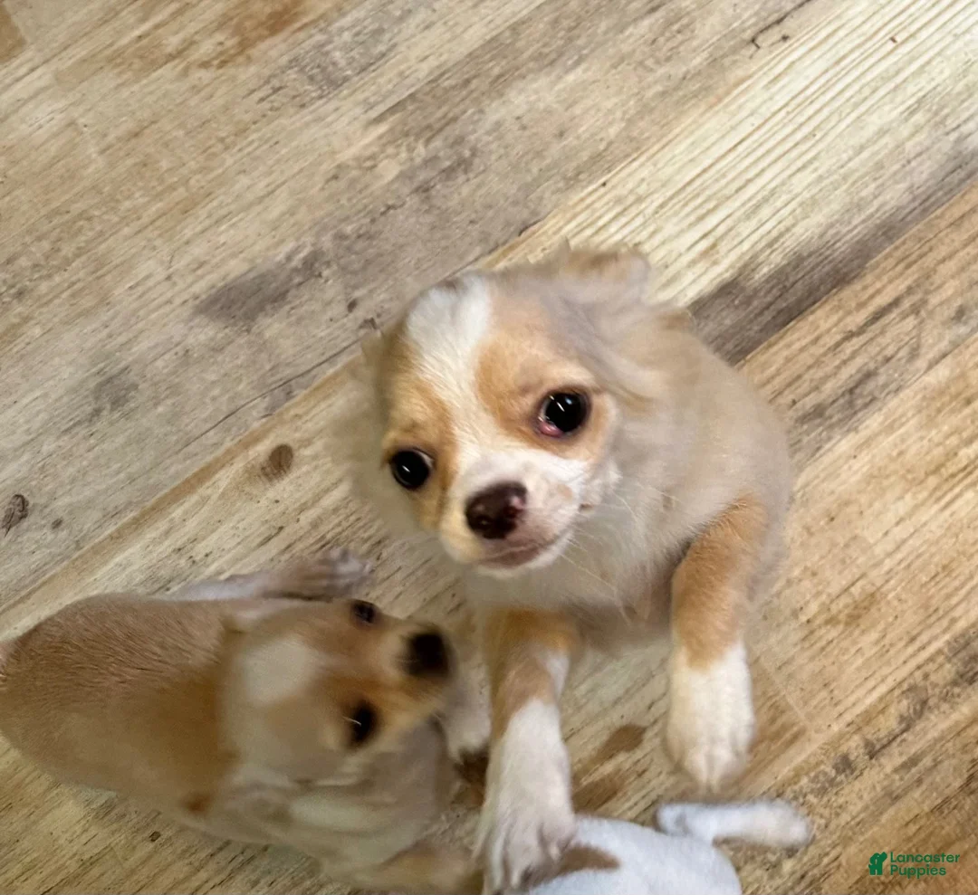 Chihuahua dogs for sale: Sven - Ad 1