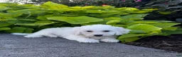 Bichon Frise dogs for sale: Bradley  - Ad 1