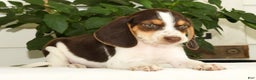 Beagle dogs for sale: Perry - Ad 6