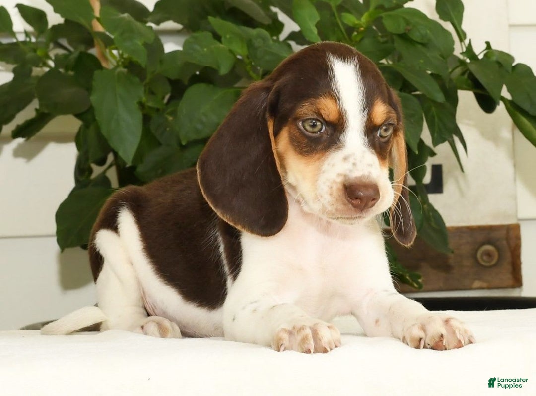Beagle dogs for sale: Perry - Ad 6