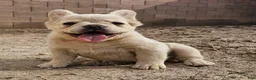 French Bulldog dogs for sale: French Bulldog Puppy 1 - Ad 7