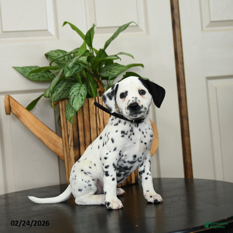 Dalmatian dogs Kassie - Ad 1
