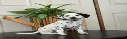 Dalmatian dogs for sale: Kassie - Ad 1