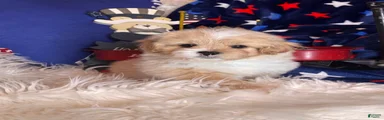 Winston